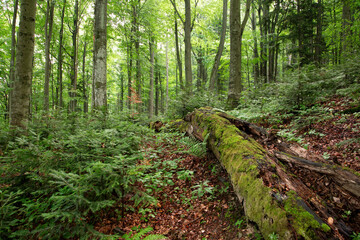 Old-growth forest with rotting trunk covered with green moss and young trees growing around. Unspoiled nature scenery in summer inside Stuzica area, Poloniny national park, Slovakia.