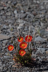 red poppy flower