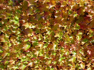 signs of autumn: wild wine leaves Herbstzeichen: Blätter von wildem Wein