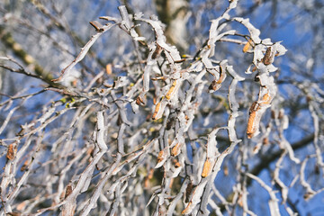 Frostige Winterlandschaft mit Schnee und Eisblumen im Dezember, Postkartenmotiv, Kalenderbild
