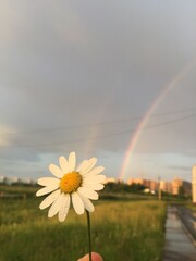 Naklejka premium rainbow on the meadow