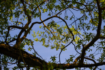 Sun highlighted green leaves glowing through tree branches.