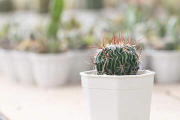Soft focus of cactus in a pot.