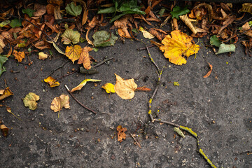Concrete pavement with fallen foliage lying in corner.