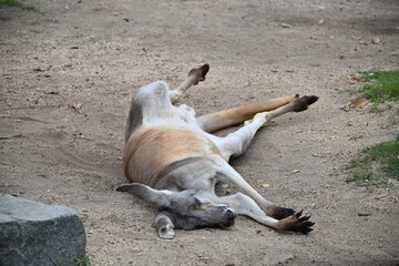 とってもリラックスして寝ているカンガルー