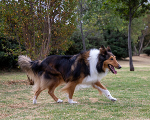 happy rough collie purebred dog walking in nature