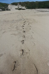 Footsteps in the Sand