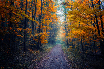 Fototapeta premium beautiful autumn forest in the mist 