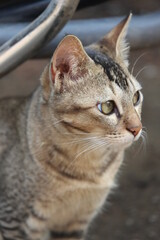 close up portrait of a cat