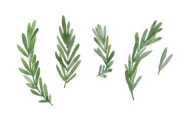 Watercolor set of rosemary leaves isolated on the white background. Hand-drawn illustration.