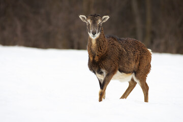 Female mouflon, ovis orientalis, with winter coat facing camera from. Alert wild sheep standing alone on the meadow covered by snow in winter. Herbivore animal with brown fur having eye contact.