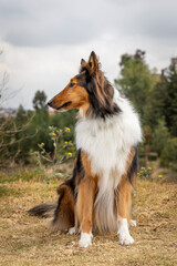 portrait of cute sittling rough collie dog in nature