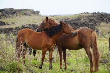 Obraz na płótnie Canvas イースター島の馬