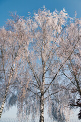 Frostige Winterlandschaft mit Schnee und Eisblumen im Dezember, Postkartenmotiv, Kalenderbild