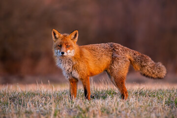 Naklejka na ściany i meble Fluffy red fox, vulpes vulpes, standing on field in autumn morning. Bushy orange predator looking on meadow in sunrise. Mammal watching on pasture in warm light.