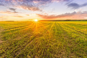 Fototapeta premium Scenic view at beautiful spring sunset in a green shiny field with green grass and golden sun rays, deep blue cloudy sky on a background , forest and country road, summer valley landscape