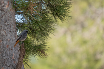 redstart in its natural environment perched on a branch