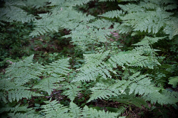 Dense Ferns on the Forest Floor