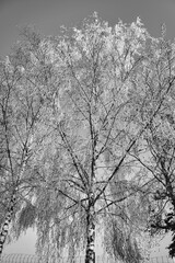Wunderschöne Winterlandschaft mit Frost und Eisblumen auf den Bäumen in schwarz weiß