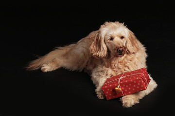Cute dog holding red christmas parcel