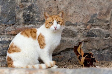 Portrait of a beautiful, red cat with green eyes close-up