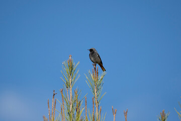 redstart in its natural environment perched on a branch