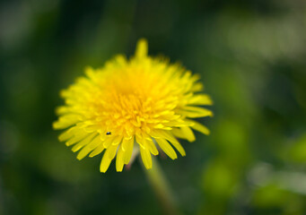 yellow spring dandelion opened flower with a little bug on petal - close up, spring nature and mood