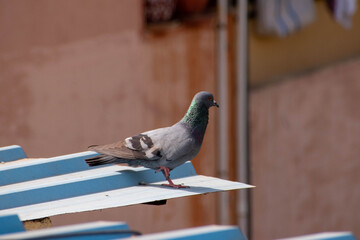 pigeon in the city © UXer_Me