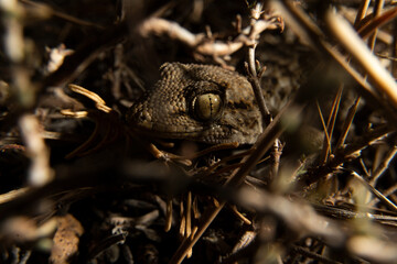gecko in its natural habitat