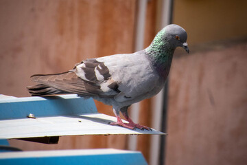 pigeon in the city