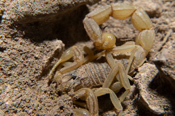 common scorpion in its natural habitat