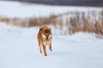Cute red shiba inu puppy running on the snow path in the winter field.