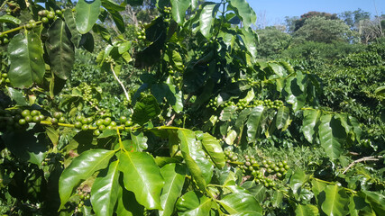Coffee beans at Mabuda Guest Farm