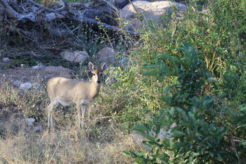 Kronenducker / Common duiker / Sylvicapra grimmia