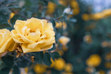 yellow rose in the right edge with traces of rain on the petals
