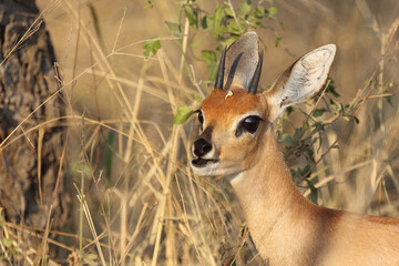 Afrikanischer Steinbock / Steenbok / Raphicerus campestris