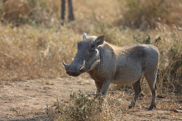 Warzenschwein / Warthog / Phacochoerus africanus