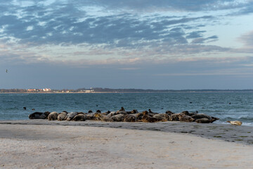 Fototapeta na wymiar A harbor seal colony resting on a sandbank near the ocean. Picture from Falsterbo in Scania, southern Sweden
