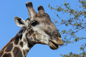 Giraffe / Giraffe / Giraffa Camelopardalis