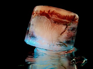 abstract emotional photo of a beautiful flower frozen in ice
