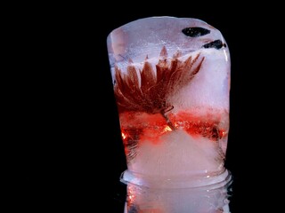 red flower in a block of ice in the dark in abstract macro photography
