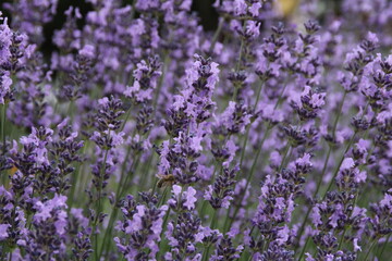 lavender field, blooming lavender, purple flowers and a bee sitting on pollen