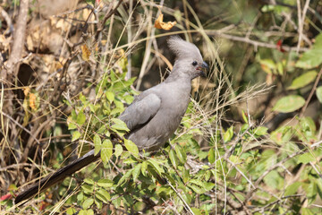 Graulärmvogel / Grey lourie - Grey go-away-bird / Corythaixoides concolor