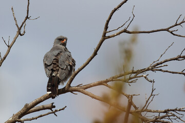 Graubürzel-Singhabicht oder Kleiner Singhabicht / Dark chanting goshawk / Melierax metabates