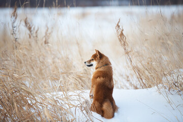 Portrait of adorable red shiba inu dog sitting outdoors back to the camera at sunset in winter.