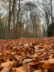 Forest autumn by fhuy