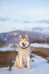 Portrait of Beautiful, free and prideful dog breed siberian husky sitting in the field in winter on mountain background