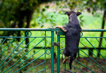 Dog jumpimg over the fence or net. Dog exercise. Spring - 396574660