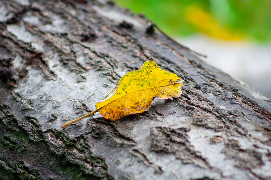 Single orange autumn leaf on tree bark concept