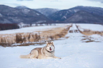 Portrait of Beautiful, free and prideful dog breed siberian husky lying in the field in winter on mountain background